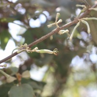 Scurrula cordifolia (Wall.) G.Don